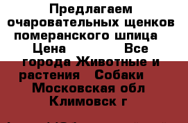 Предлагаем очаровательных щенков померанского шпица › Цена ­ 15 000 - Все города Животные и растения » Собаки   . Московская обл.,Климовск г.